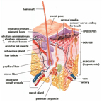 Skin diagram